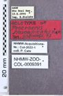 Etikett zu Melanoxanthus nigripennis (Fleutiaux, 1928)